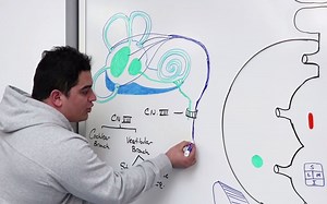 前庭蜗神经-前庭通路_ Vestibulocochlear Nerve _ Cranial Nerve VIII - Vestibular Pathway