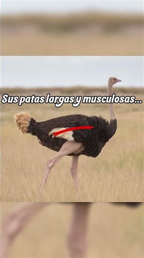 The incredible speed of the Ostrich