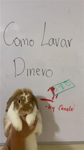 Canelo Lavar || #conejo #dinero #lavar #comedia #turorial #mascotas #canelo #shorts