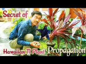 The Secret of Propagation of Hawaiian Ti Plant Cordyline fruticosa