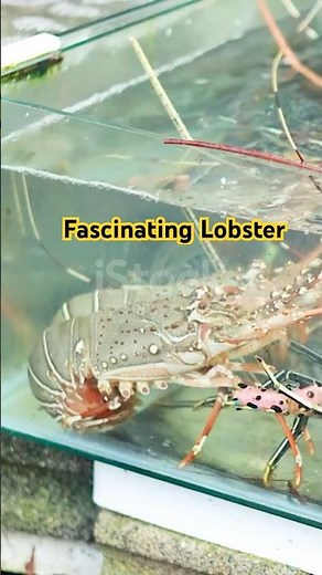 Lobster | Strength, Survival, and Fascinating Ocean Facts