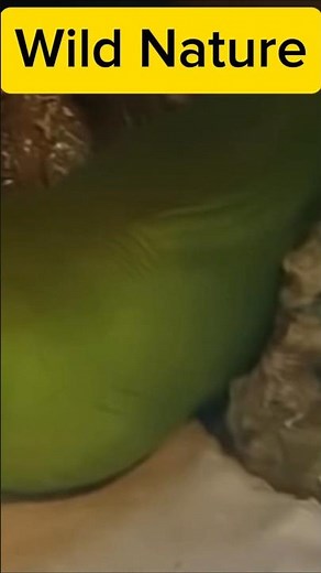 Gulper Eel (Eurypharynx pelecanoides