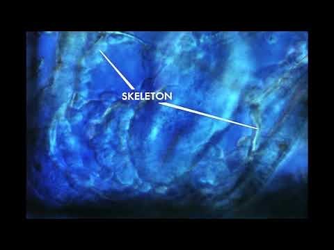 21. Echinoderm Development Gastrulation