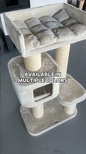 Meet the Devon Rex! - RHR Pets