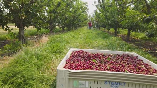 After years of hardship, some WA farmers see improved cherry season