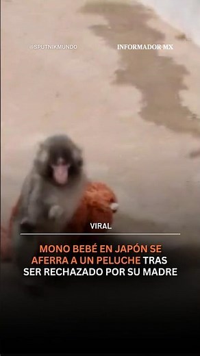 Mono bebé se aferra a un peluche tras ser abandonado