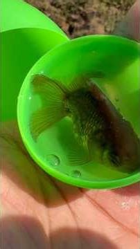 Awesome Catch Beautiful Ornamental Fish in Mini Lake Baby Turtles, Freshwater Fish, Angelfish