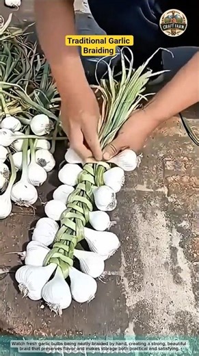 Traditional Garlic Braiding Process 🧄✨