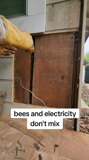 Beehive Removals: Careful Cutting & Queen Capture