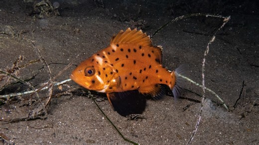 铅灰巨兽的童年：夜潜记录到巨坚鳞鲈 Stereolepis gigas 幼体