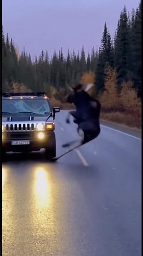 Moose Attacks Hummer
