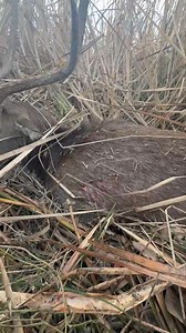 My Rusa for the east coast run. | IHunt DownUnder