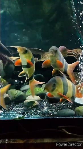 🤡 Huge Clown Loach! #aquarium #fish #friends #friendship #fishtank