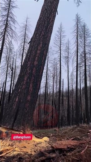 Cutting Down a Massive Forest Tree