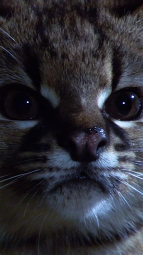 It's about half the size of a house cat, but what the Kodkod lacks in stature, it makes up for in agility 🐈 | National Geographic Animals