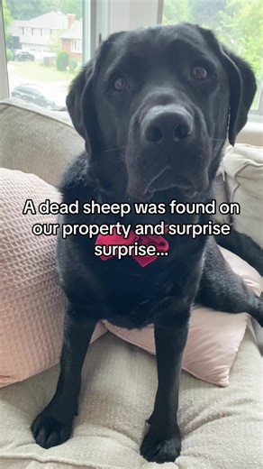 Do you believe Clarence is innocent? | Jimmy & Clarence