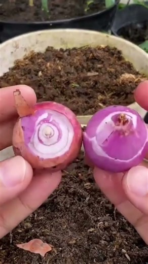 This is how to grow shallots using potted medium properly and correctly