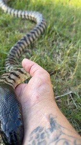 32K views · 541 reactions | My pet Black-headed Python aka - Elliot out and about… 李李 | Mick Fullerton Wildlife | Facebook