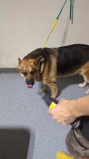 130lb German Shepherd Deshed. 🐾🐕‍🦺 She was a lover though ♥️ #tutorial #dogbath #germanshepherd #dogsoftiktok #deshedding #eqyssgroomingproducts #doggrooming #shepherd | Delfina Turiano