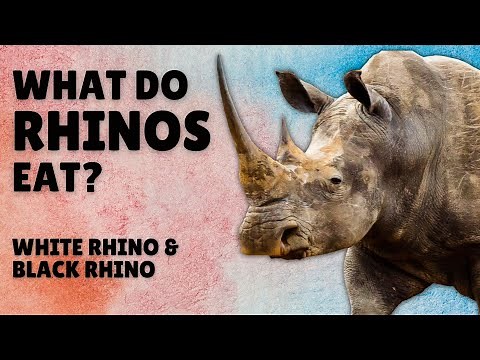 What do Rhinos Eat - Rhinos Diet - What do Black Rhinos Eat - What do White Rhinos Eat