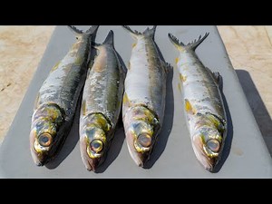 LADYFISH- Catch Clean Cook (Fish Ball Soup and Fish Fritters)