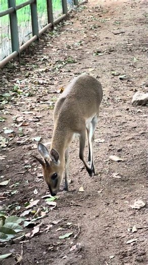 Meet the World's Smallest Antelope! Dik-Dik Foraging Up Close 🦌 #birds #birdsong #nature