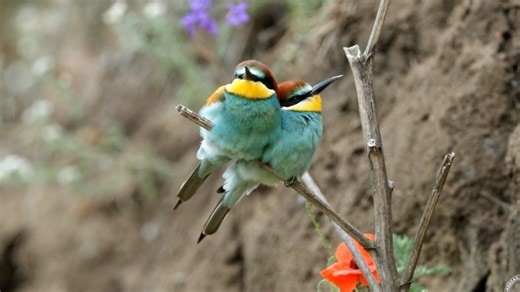 24K views · 2.8K reactions | European bee-eaters singing (Merops apiaster) Europe, Africa, Asia. | BIRDS & Nature | Facebook