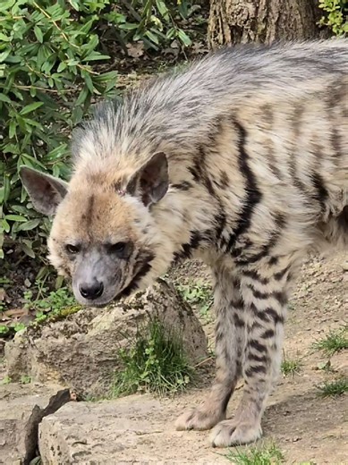 Striped Hyenas Are Omnivores: See One Eating Carrots! 🥕