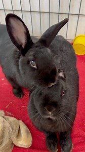 Picante (lounging boy) and sister Shishito (groomer girl) were found as teenagers wandering in the street struggling to survive on their own. Picante arrived missing part of his left ear and needed surgery to remove a large abscess -- but now it doesn't bother him a bit and needs no further treatment, and Shishito always washes it carefully to keep it clean. Both love playtime zoomies and instantly know when it's mealtime. Adoptable only as a pair since they love each other very much. | SaveABun