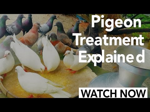 How to Treat Sick Pigeons at Home?