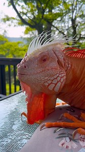 5.2K views · 22K reactions | Name the creature  . #Reptile #iguana #lizard #golden #animalfriend #reptilelover #albino #恐竜 | dragon.and.me | Facebook