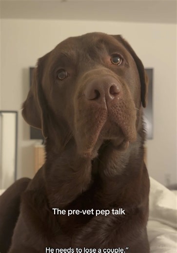 That pre-vet pep talk 😮‍💨 I’m happy to report we went to the vet and he did in fact lose TWO POUNDS! #labrador #chocolatelab #dogmom #peptalk #weightlossjouney