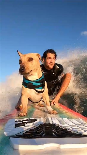 330K views · 7K reactions | Summer is their favorite season  Wait for the kayaking pittie! Keep up with them on Instagram! Bently: thedo.do/BentleysWorld TJ: thedo.do/tj-the-frenchie Boomer: thedo.do/boomerthelabboi Mylo: thedo.do/Mylo Knuckleheaded Adventures: thedo.do/KnuckleheadedAdventures | The Dodo | Facebook