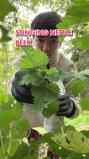 Stinging Nettle Lemon Beer Recipe | Homemade Fermentation