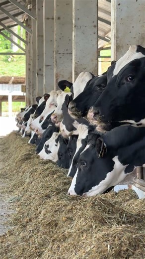 A cow doesn’t produce when it’s fasting.