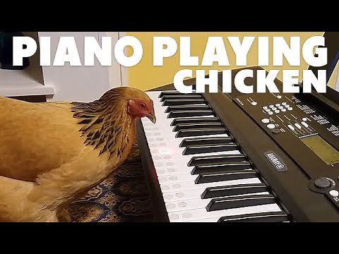 Piano Playing Chicken - Plays America The Beautiful