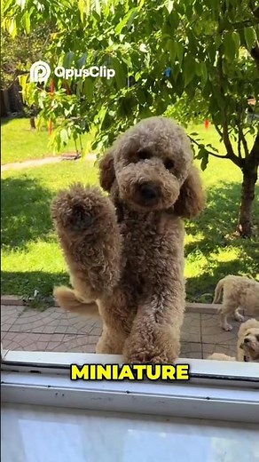 Labradoodle 🐶 From Outgoing “People Dogs” to Playful, Intelligent Companions