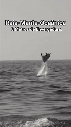 Arraia Gigante do Atlântico. Jamanta, Raia Móbula ou Raia Manta Oceânica.