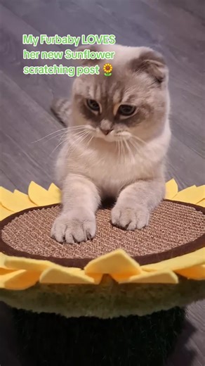 helloitsmesophie (@helloitsmesophiep)’s videos with Paws and Peace - Rima Chimes