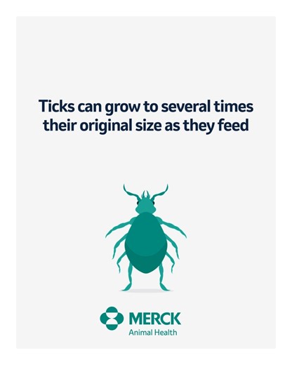 Merck Animal Health on Instagram: "Ticks can be difficult to spot when they first make their way onto a pet or other animal. But once they bite their host and begin to feed, they can grow considerably. For instance, an adult female deer tick – which can transmit Lyme disease – can double or even triple in size after several days of feeding. #TickCheck"