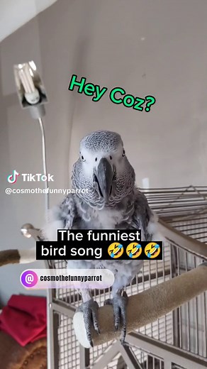 Cosmo the Funny Parrot Laughing Song | Funny and Cute Animal Videos