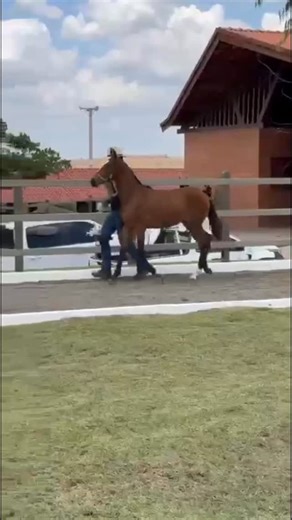 🚨🚨🚨Notícias Do Marchador®🚨🚨🚨 on Instagram: "🚨🚨🚨Vamos de Notícias ❗️❗️❗️Uma das Potras mais especiais que já passou aqui no nosso Feed de notícias… 👀👀👀 Estamos falando, da Harmonia do Escuro, uma filha do Ouriço do Monteiro x Essência da Tropa Imperial, que anda “nas pontas dos cascos” 💎💎💎 Ela, que com poucos dias no cabresto, já mostra o seu altíssimo potencial para as pistas mais pesadas do Brasil, sob o comando do piloto @lucas_ciceero 🍀🍀🍀 Mais uma indicação nossa para Grife 