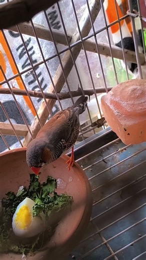 Zebra Finch Singing | Cute Bird Sounds | ASMR Chirps 🐦🎶 #shorts #zebrafinch #birds #birdworld