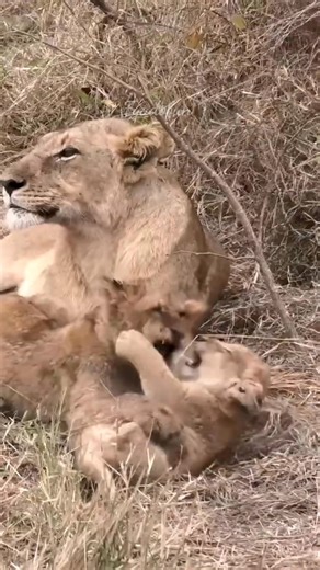 Mom’s Just Watching the Chaos Unfold! 😂🦁 Caption: When your kids start fighting, and you realize it’s safer to just watch the drama unfold! 😅🐾 #LionFamily #WildMomMoments #animals #wildlife #shorts #nature #JungleLife | Fyado fun