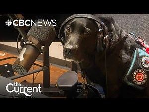 How these dogs saved their humans' lives | The Current