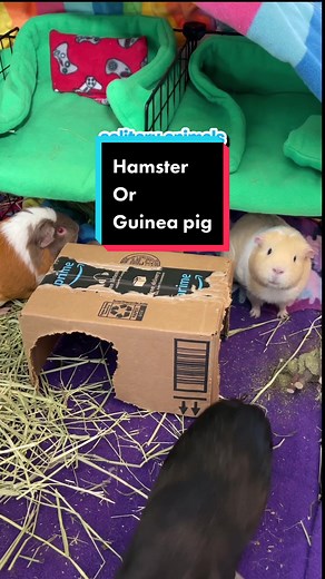Hamsters or Guinea pigs. What’s the difference. #guineapigfacts #guineapig #guineapigfood #guineapigscare #cavy #tiktokseries #hamsters #hamsterarenotguineapig