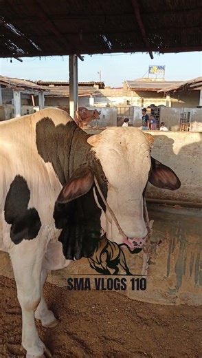 cuteness overload 😍 || maweshi mandi #cow #animals #cattlefarm