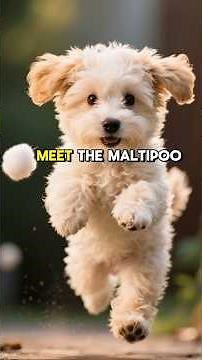 MALTIPOOS Explained by AI ✨ TRAINING GUIDE: PROS & CONS & TOP GROOMING TIPS for BEGINNERS! #dogs101