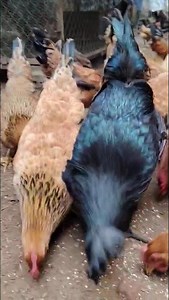 The natural free-range chicken farming model of Vietnam. #chickens #vietnam