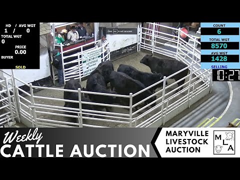 1/25/2024 -Maryville Livestock Auction - Cattle Auction